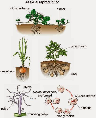 Asexual reproduction in plants cloning process Asexual reproduction in plants cloning process